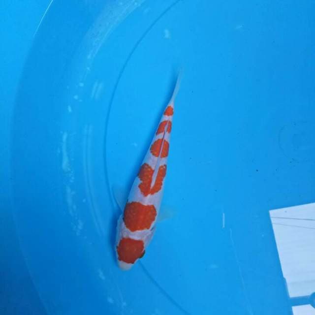 ROKU DAN kohaku 18 cm
