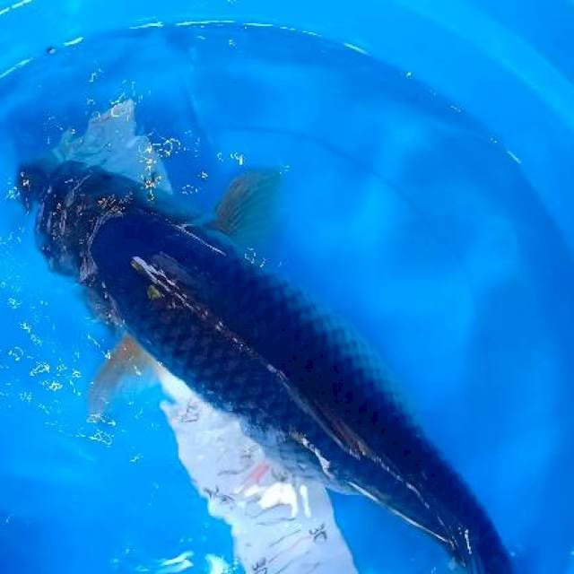Jumbo