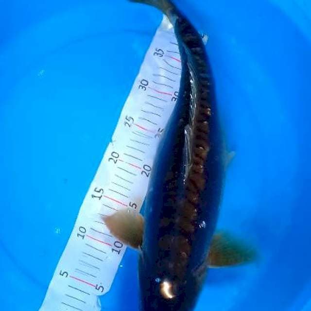 50cm