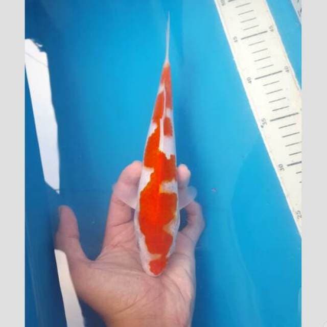 kohaku inazuma cantik 25cm