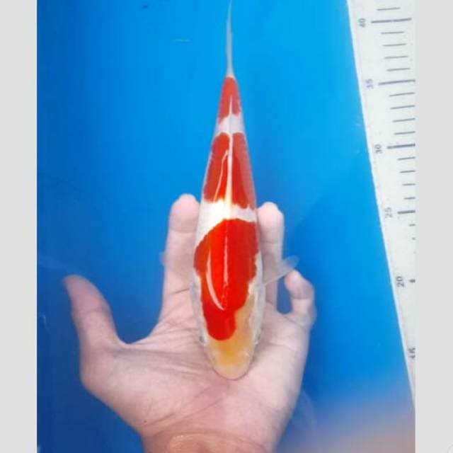 kohaku sisik 3step