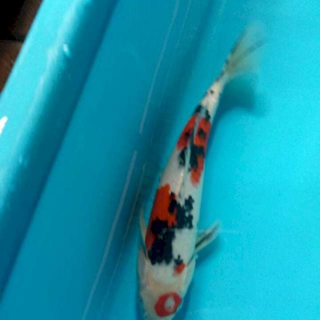 Sanke 25cm