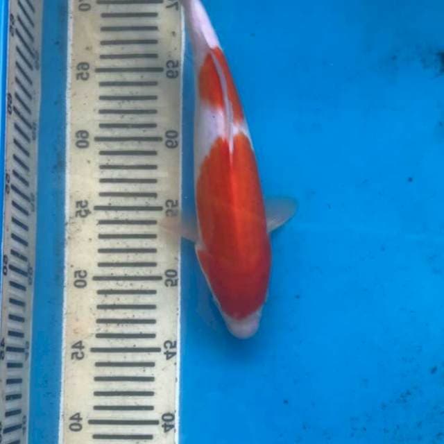 Kohaku 2 step