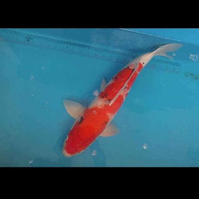 Sanke Sakai 50cm