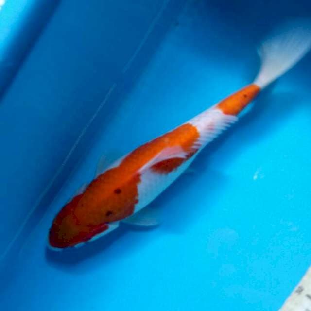 Sanke 27cm