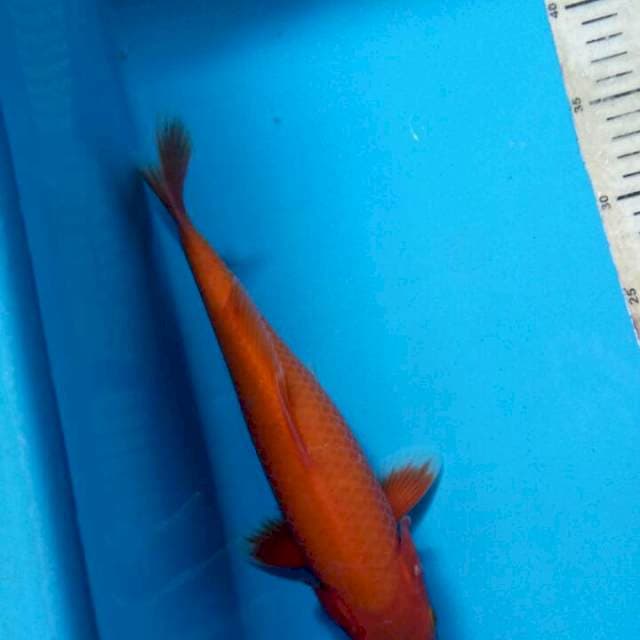 Akahajiro 28cm