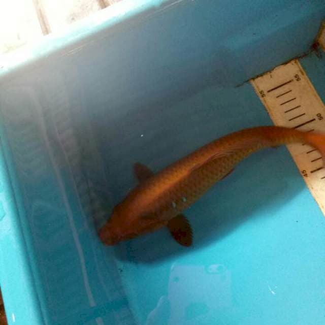 Chagoi 28cm