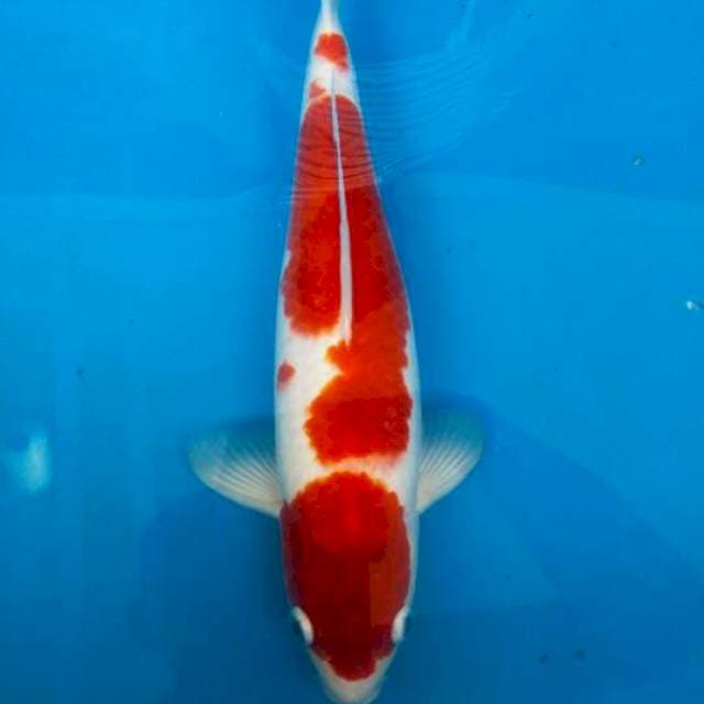 Kohaku Bulky 35