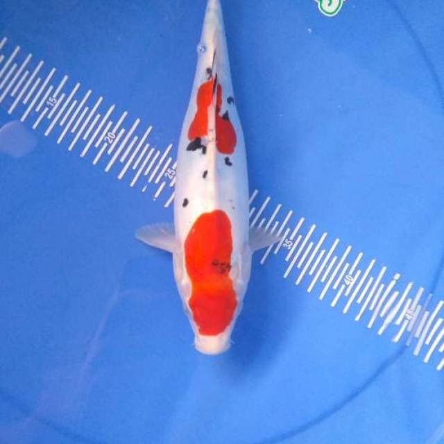 Doitsu 28cm