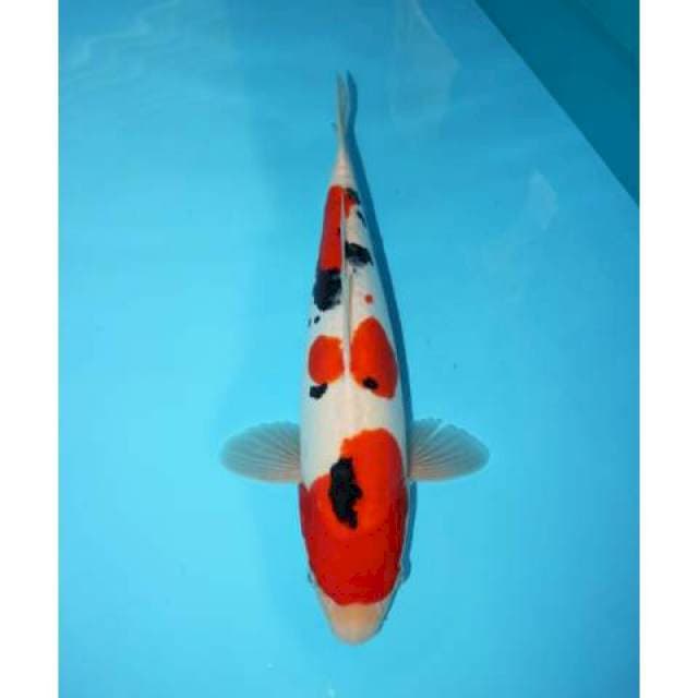 SANKE DOITSU 33 CM