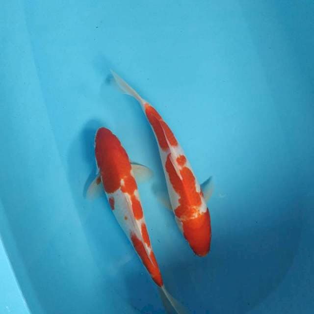 Duo kohaku