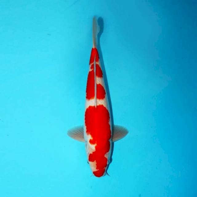 KOHAKU 32 CM