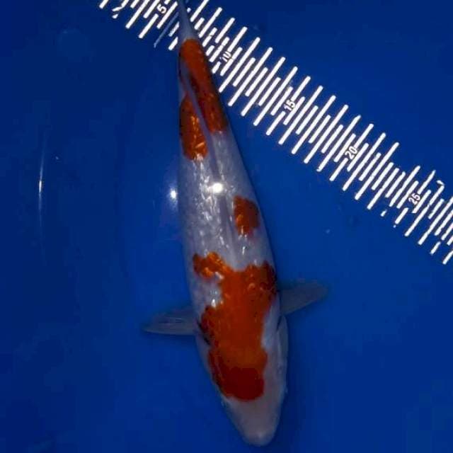 Kohaku Gindrine 30cm