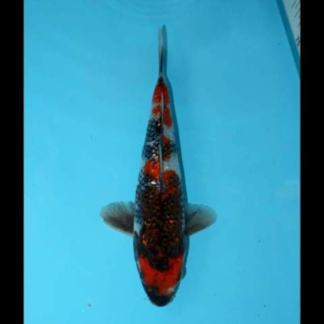 SHOWA GINRIN 22 CM