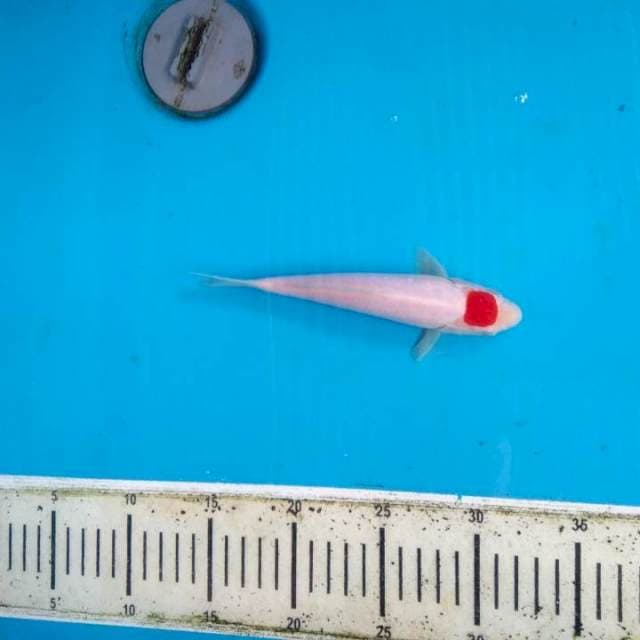 Tancho kohaku