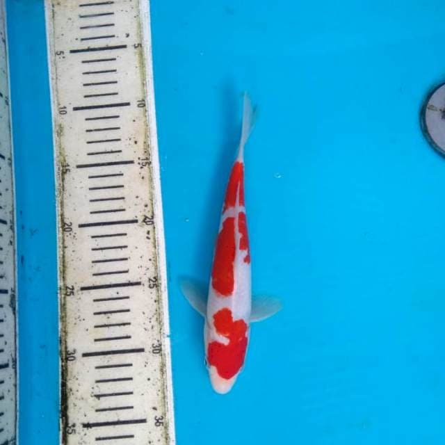 Kohaku