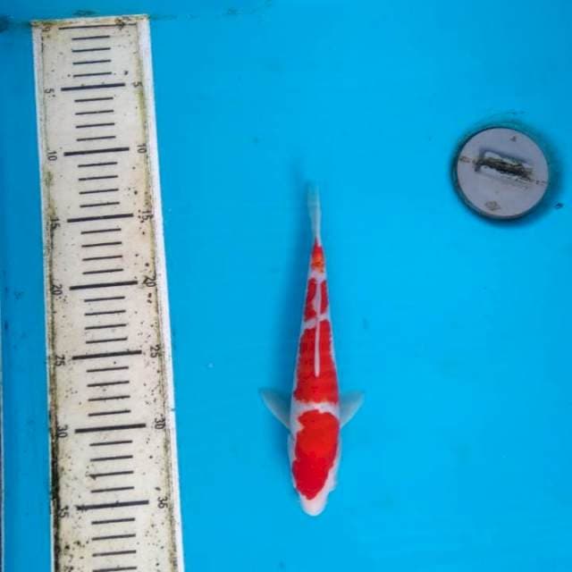 Kohaku