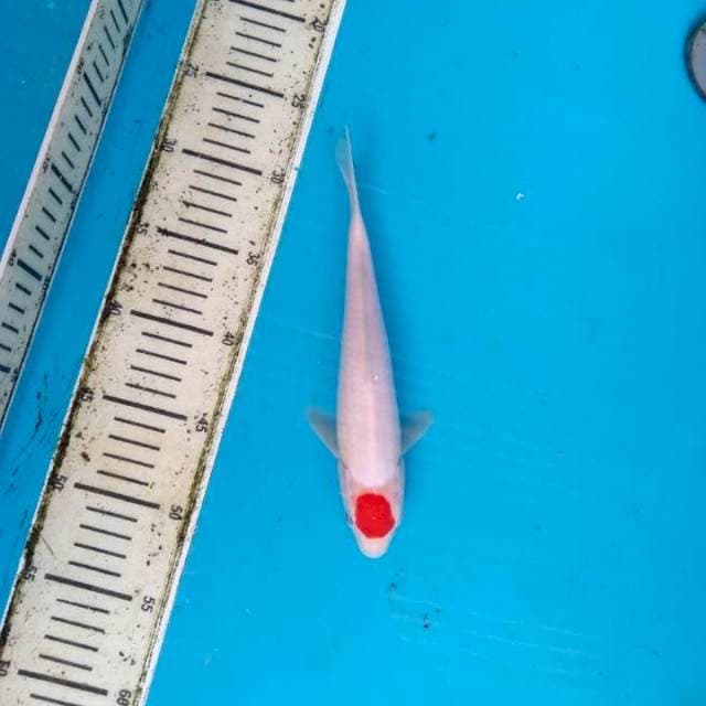 Tancho kohaku
