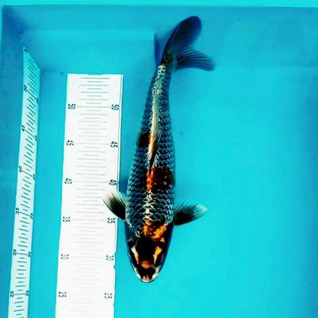 Antik bulky*35cm