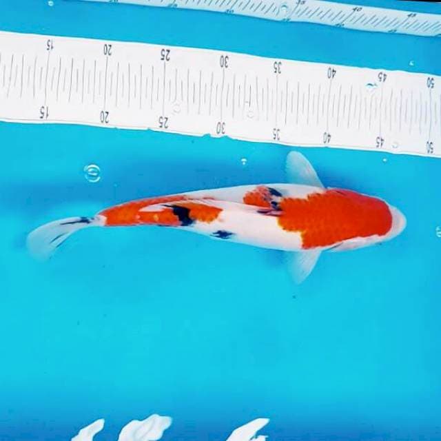 Nidan sanke*35cm punuk