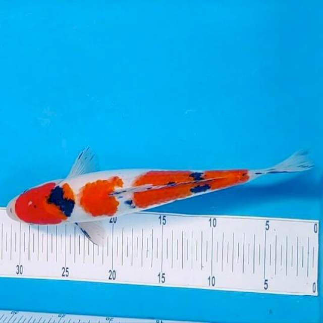 Yondan sanke*32cm