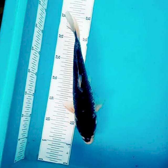 Hageshiro langka*31cm