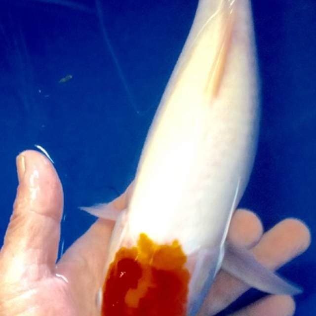 tacho sitopi merah