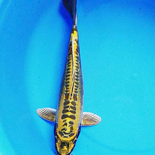 28cm