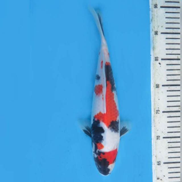 Kindai Showa Putih Salju , 28cm