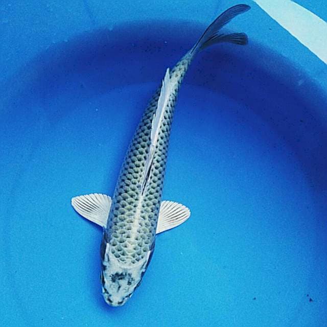 White matsuba 26cm male