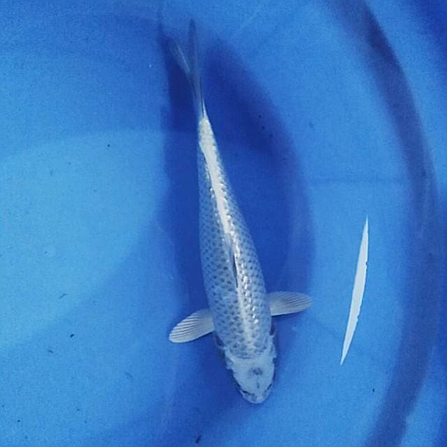 White matsuba ginrin 26cm