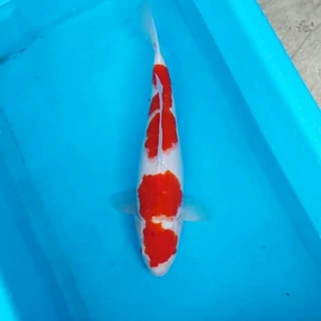 NJK - ORIGINAL KOHAKU