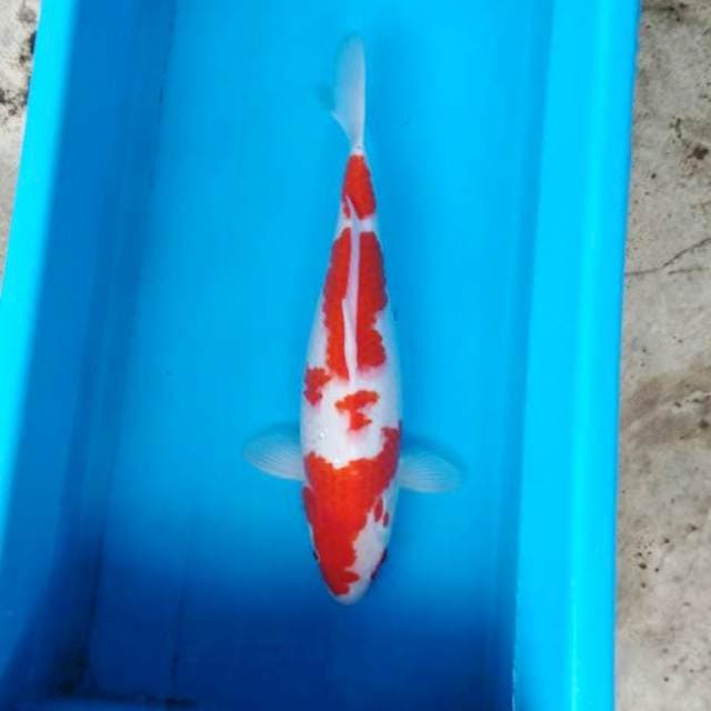 NJK - KOHAKU