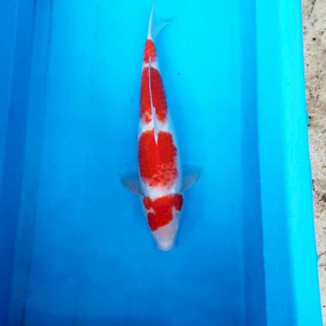 NJK - YONDAN KOHAKU