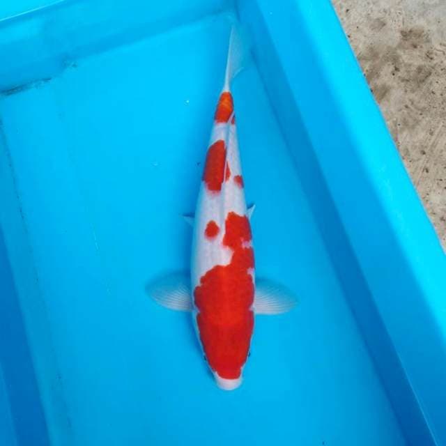 NJK - KOHAKU PATTERN