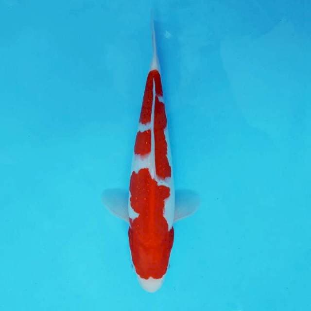 ATAKA 1 - KOHAKU ®
