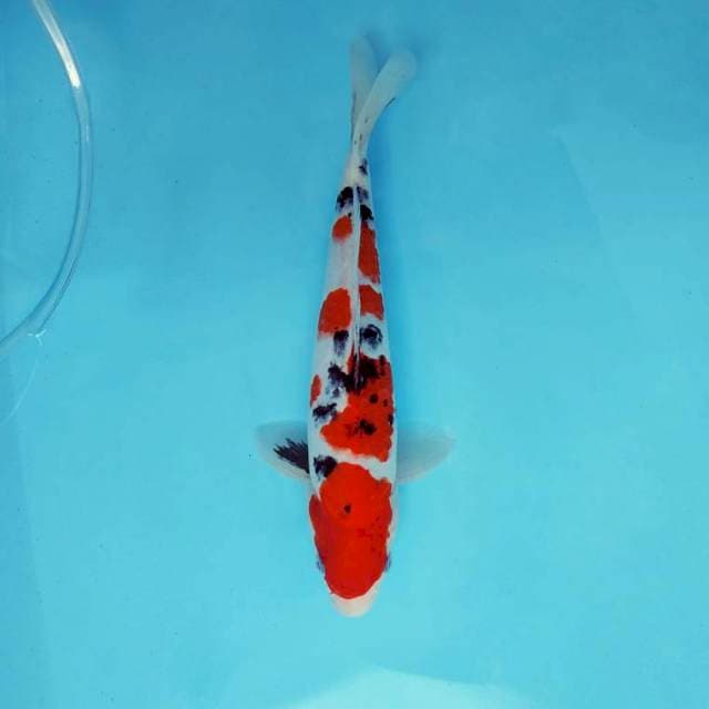 ATAKA 2 - TAISHO SANKE ®