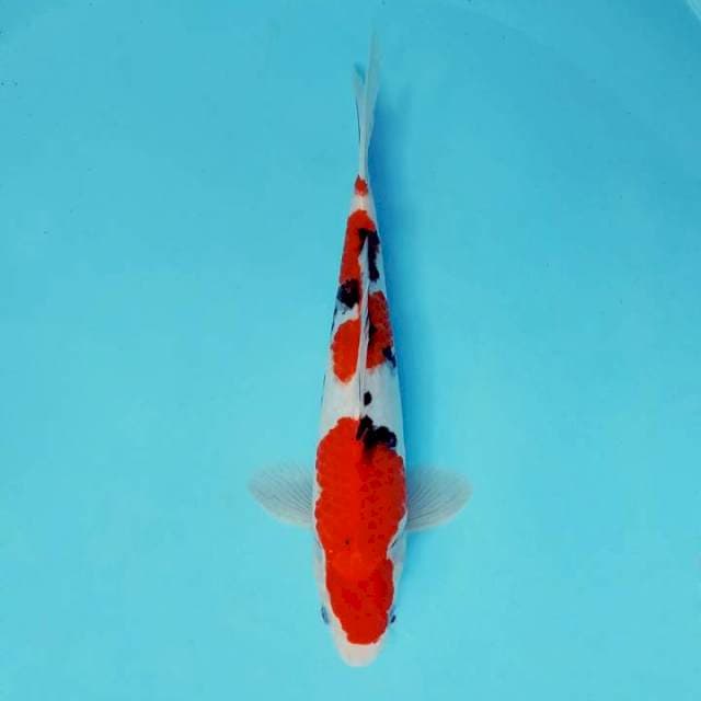 ATAKA 5 - TAISHO SANKE ®
