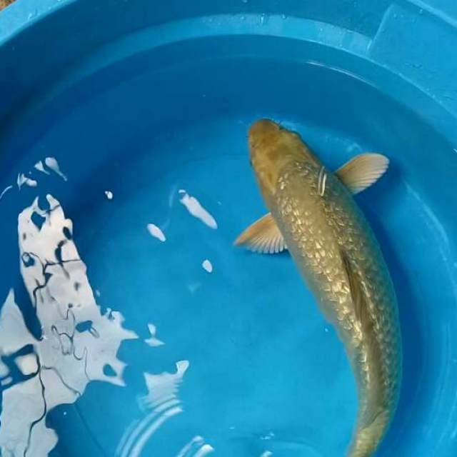 Soragoi GINRIN 42 CM