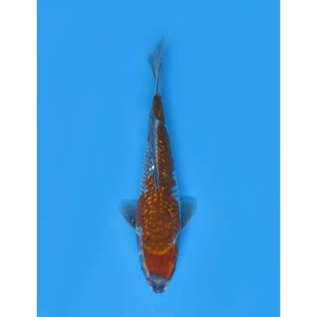 Ochiba Nyala Full Ginrin , 29cm