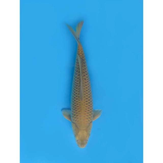 Midorigoi Jinak , 34cm