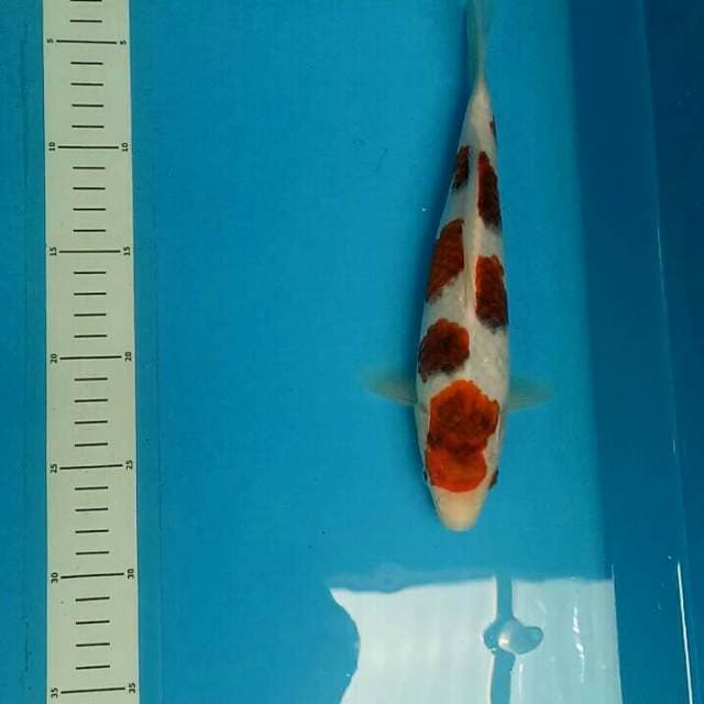 ORIGINAL AIGOROMO 26 CM