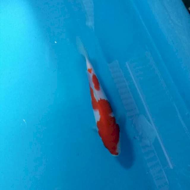 Kohaku Inazuma ori 15cm