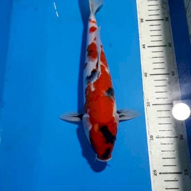 KOHAKU 29 CM