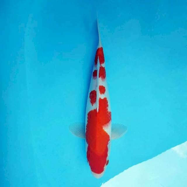 ATAKA 8 - KOHAKU ®
