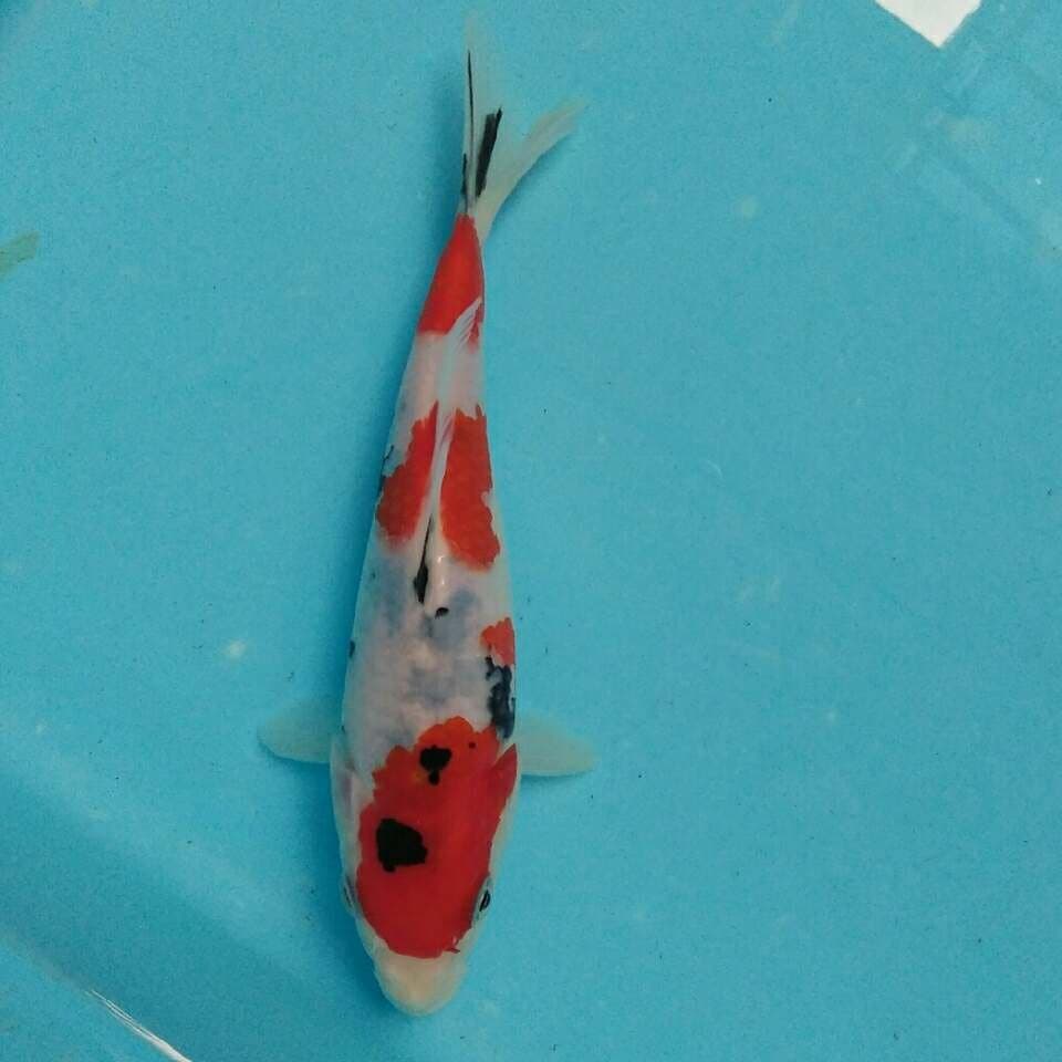 Taisho sanshoku tatesita