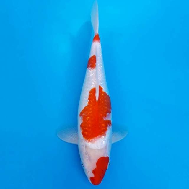 Super kohaku ginrin
