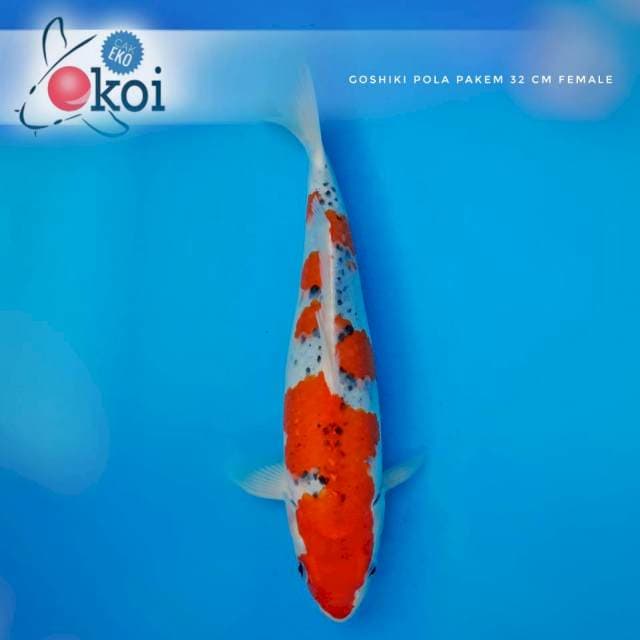 Goshìki pola pakem 32cm female