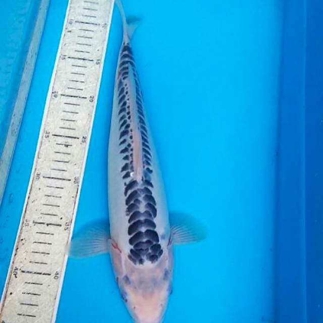 Shusui 37cm