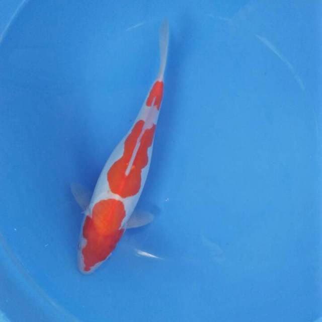 Kohaku 20cm